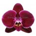 Орхидея 1 ветка (Saida)